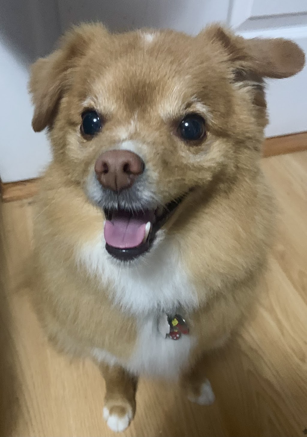 Diamond in the Ruff Dog Groomers | 314 Queenston Rd Unit B, Hamilton, ON L8K 1H5, Canada | Phone: (905) 544-7833