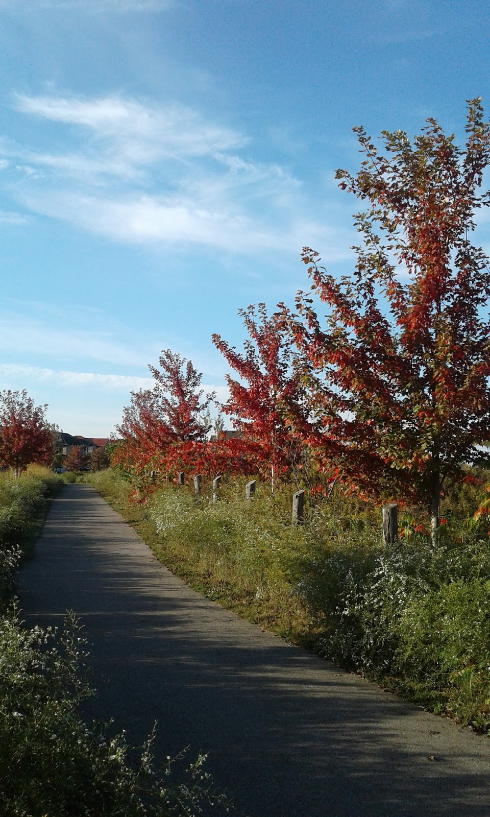 OConnor Park | 3325 Sunlight St, Mississauga, ON L5M 0G8, Canada