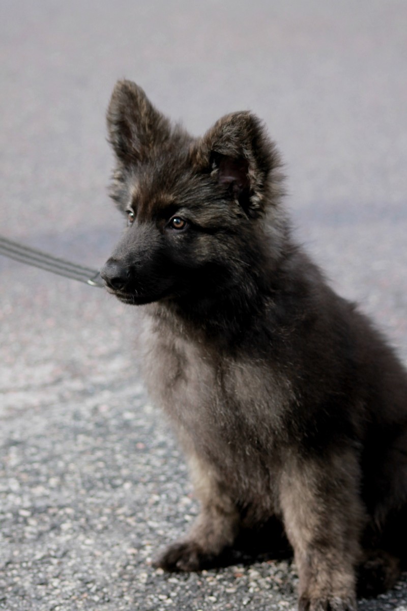 Daily Dog Walking | 90 Edgehill Dr #417, Barrie, ON L4N 7N1, Canada | Phone: (705) 440-6117