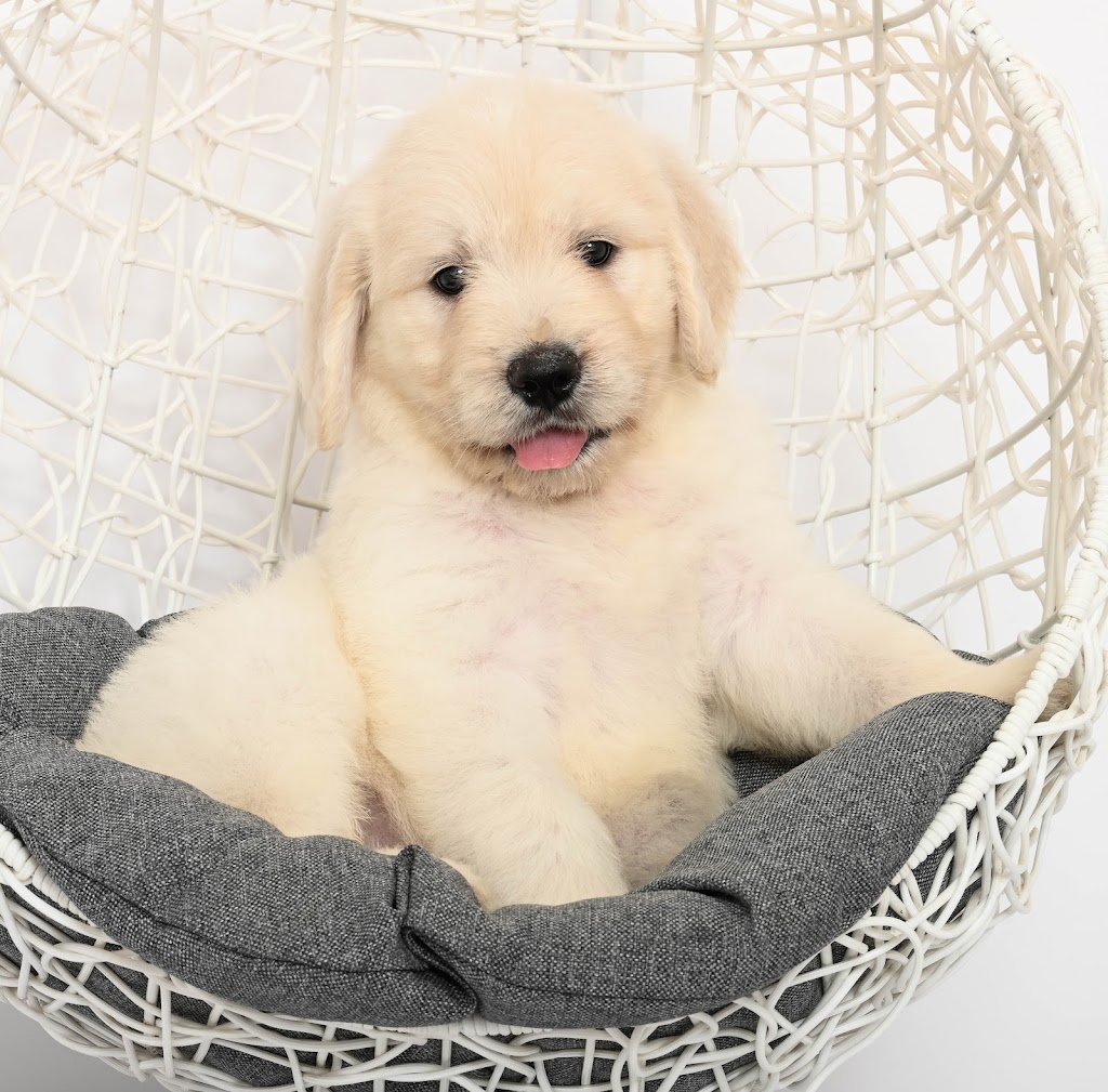 swissridge kennels | 16195 12th Concession, Schomberg, ON L0G 1T0, Canada | Phone: (289) 608-8164