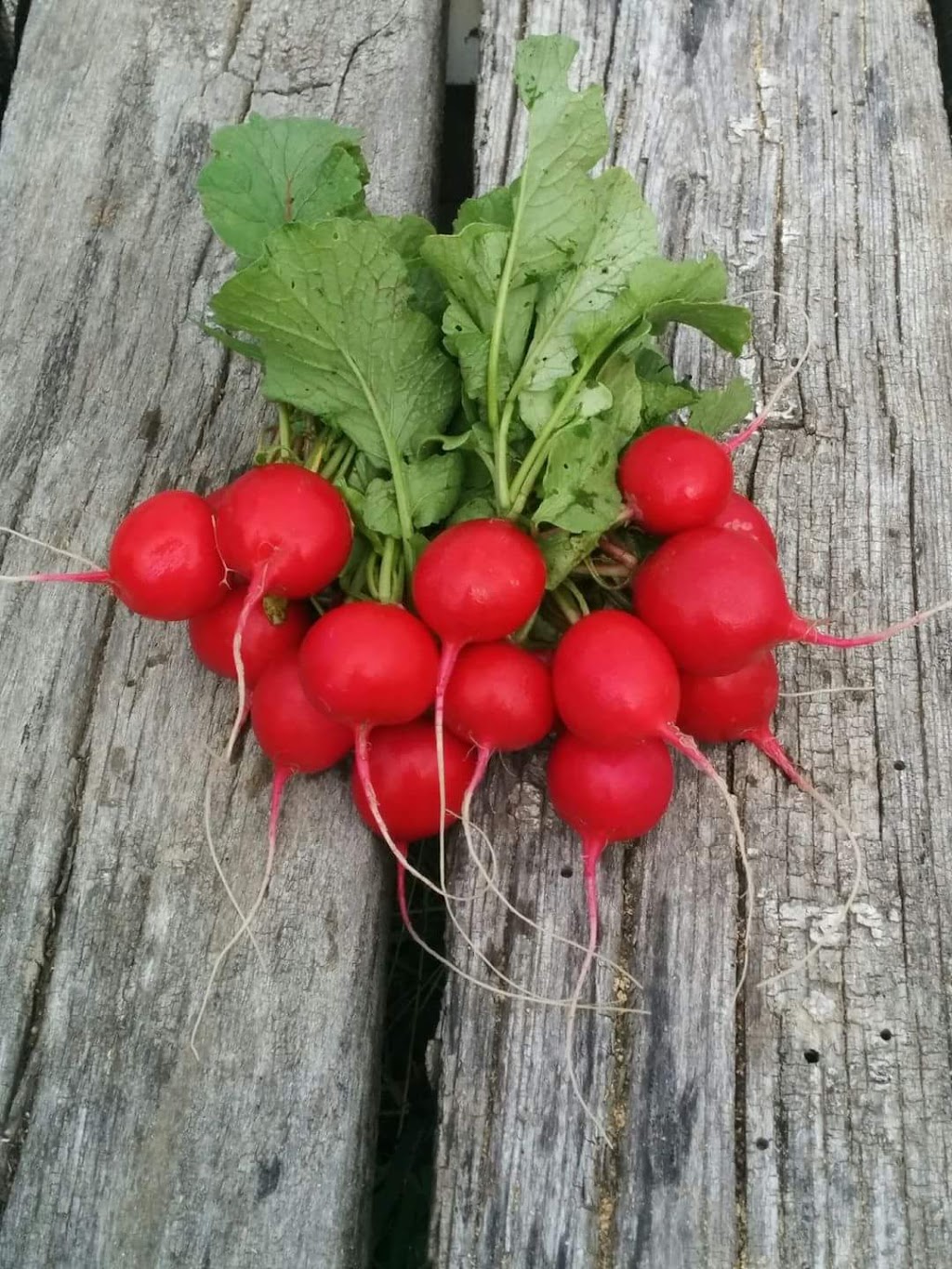 Three Hill Farm | 112 Chem. Conroy, Chapeau, QC J0X 1M0, Canada | Phone: (613) 281-4553