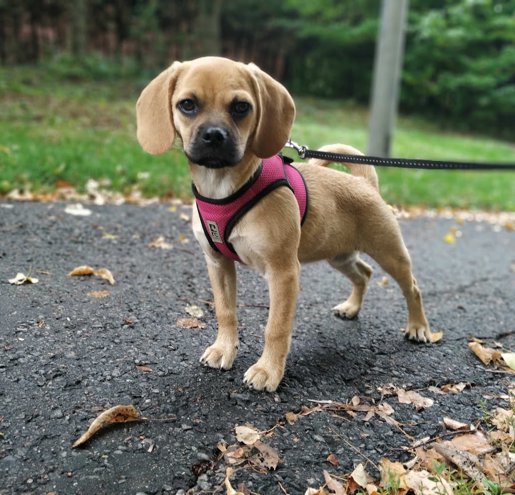 Kanata Dog Sitter & Walker | 243 Tandalee Crescent, Kanata, ON K2M 0A1, Canada | Phone: (613) 663-5702