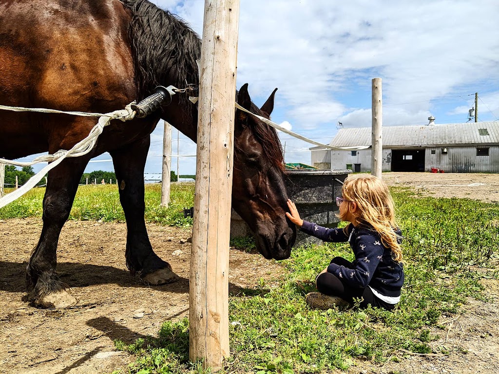 Ranch BoSoleil | 532 Rang Saint-Henri, Saint-Bernard, QC G0S 2G0, Canada | Phone: (418) 209-0865