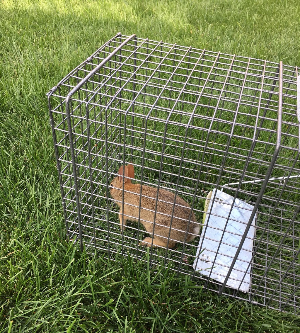 Gunning Ontario Wildlife Removal & Pest Control | 124 Ottawa Avenue, Woodstock, ON N4T 0H9, Canada | Phone: (519) 421-2677