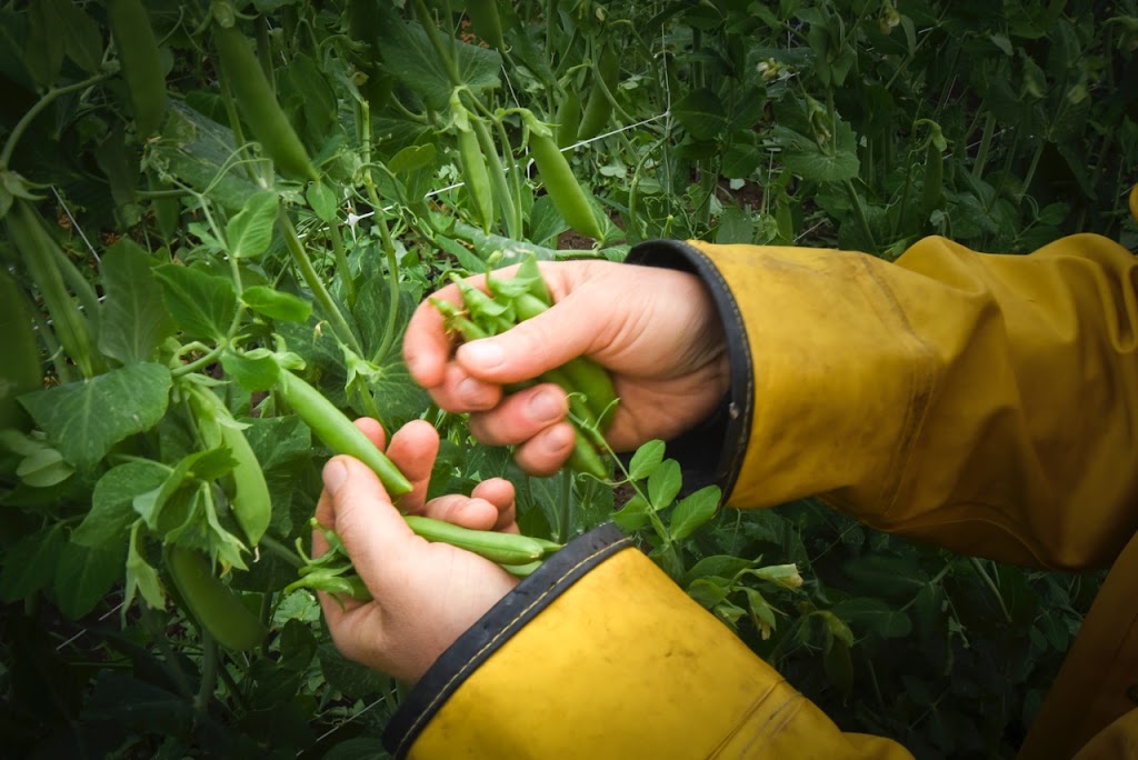Root Radical CSA Farm | 3 Lower Side Rd, Gananoque, ON K7G 2V6, Canada | Phone: (613) 531-0412