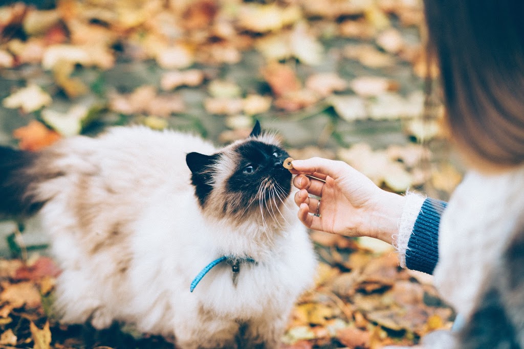Parissa Pet Grooming | 3100 Route Harwood #18, Vaudreuil-Dorion, QC J7V 8P2, Canada | Phone: (438) 490-6837