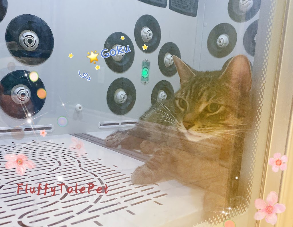 Fluffytale Pet 毛茸茸 | 2 Corby Rd Unit 3, Markham, ON L3R 8A9, Canada | Phone: (437) 345-2083