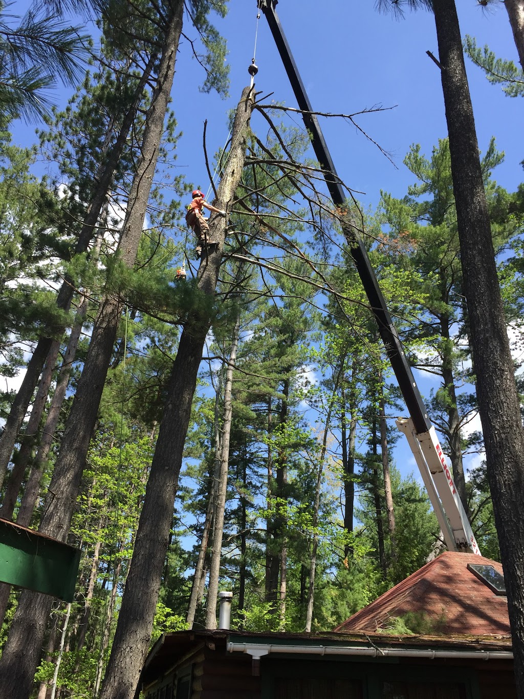 North Renfrew Tree Services Ltd | 11958 Round Lake Rd, Pembroke, ON K8A 6W8, Canada | Phone: (613) 732-5228