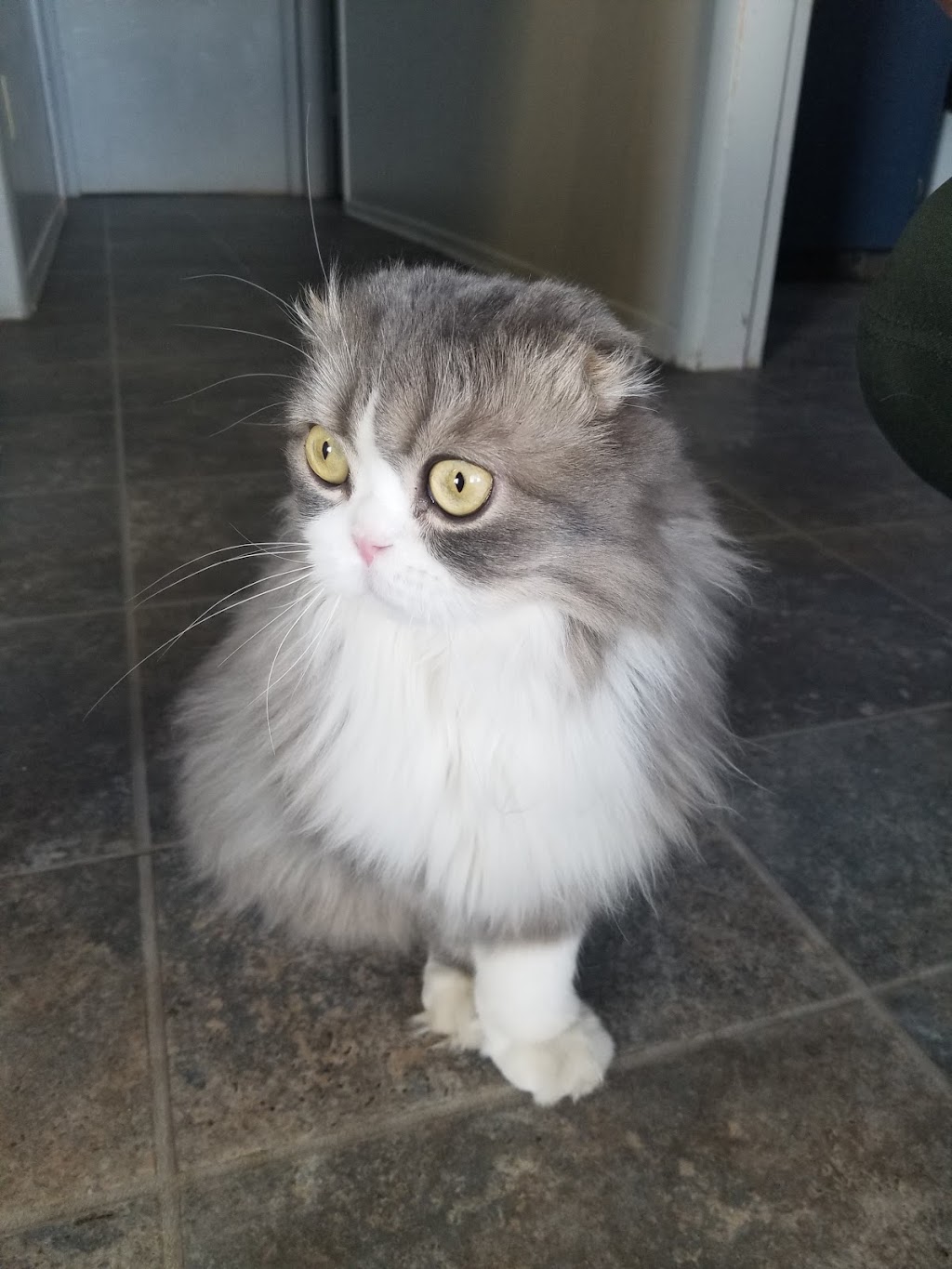 Foothills Veterinary Clinic | 376 1 Ave W, Cardston, AB T0K 0K0, Canada | Phone: (403) 653-4424