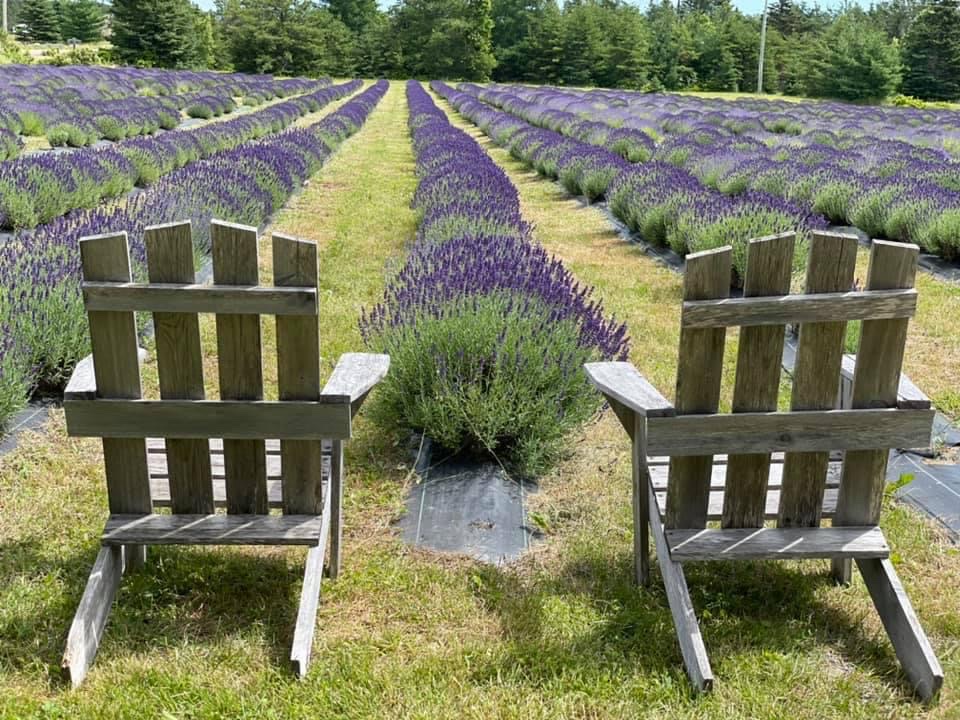 Lavender at Ocean Breeze Farm | 103 Chem. Goguen, Saint-Édouard-de-Kent, NB E4S 4S5, Canada | Phone: (506) 743-2767