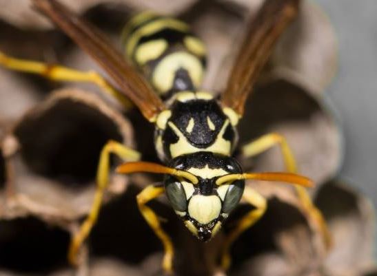 GreenLeaf Pest Control | 250 Barrie St, Bradford, ON L3Z 1B7, Canada | Phone: (416) 998-9473