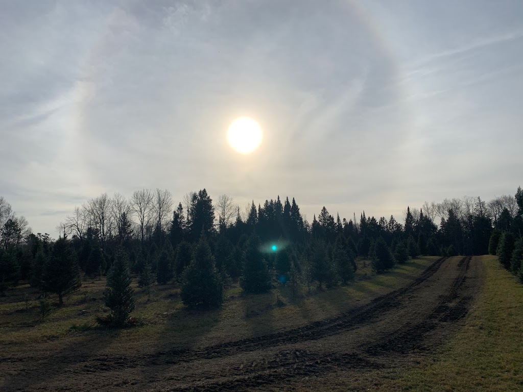 Ayers Tree Farm | 3065 10 Line N, Hawkestone, ON L0L 1T0, Canada | Phone: (705) 323-6035