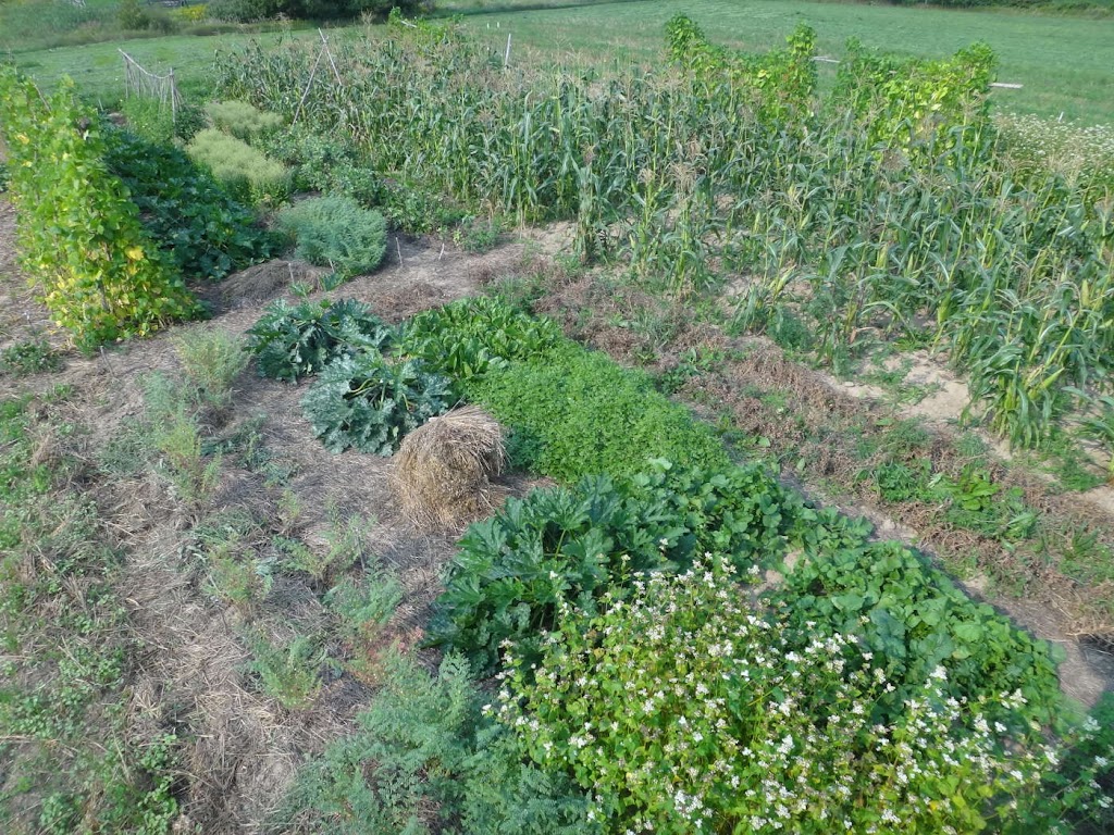 Carrick Seeds | 269 Field Rd, Mildmay, ON N0G 2J0, Canada | Phone: (519) 367-2665