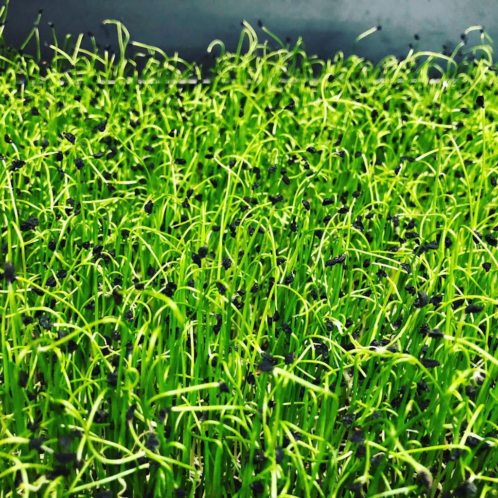 Valley Microgreens | 12 Constance Lake Rd, Kanata, ON K2K 1X7, Canada | Phone: (613) 447-7144