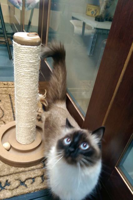 A Feline Inn | BY APPOINTMENT, 96 Abingdon Way NE, Calgary, AB T2A 6R8, Canada | Phone: (403) 272-7264