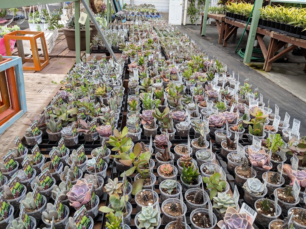 Colour Paradise Greenhouses | 1209 Bleams Rd, Petersburg, ON N0B 2H0, Canada | Phone: (519) 745-0200
