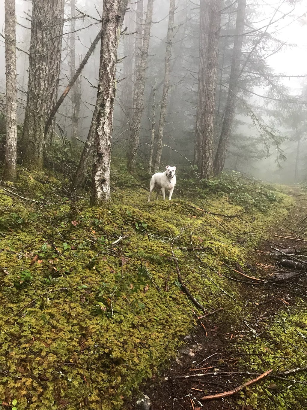 Maple Mountain parking | Maple Mountain Park Rd, Duncan, BC V9L 5W7, Canada