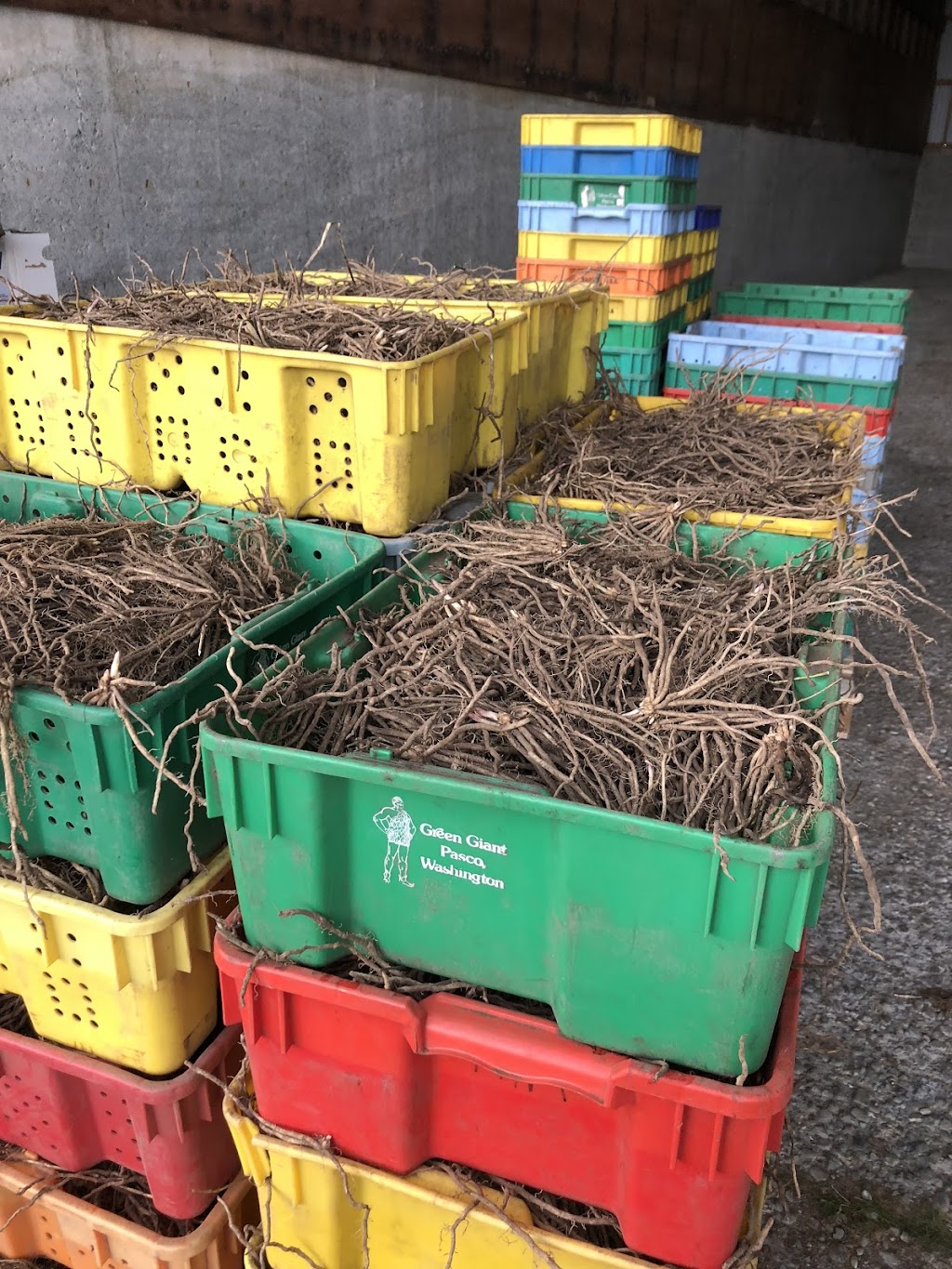 Dove Creek Asparagus Farm | 3505 Dove Creek Rd, Courtenay, BC V9J 1P3, Canada | Phone: (250) 503-5599
