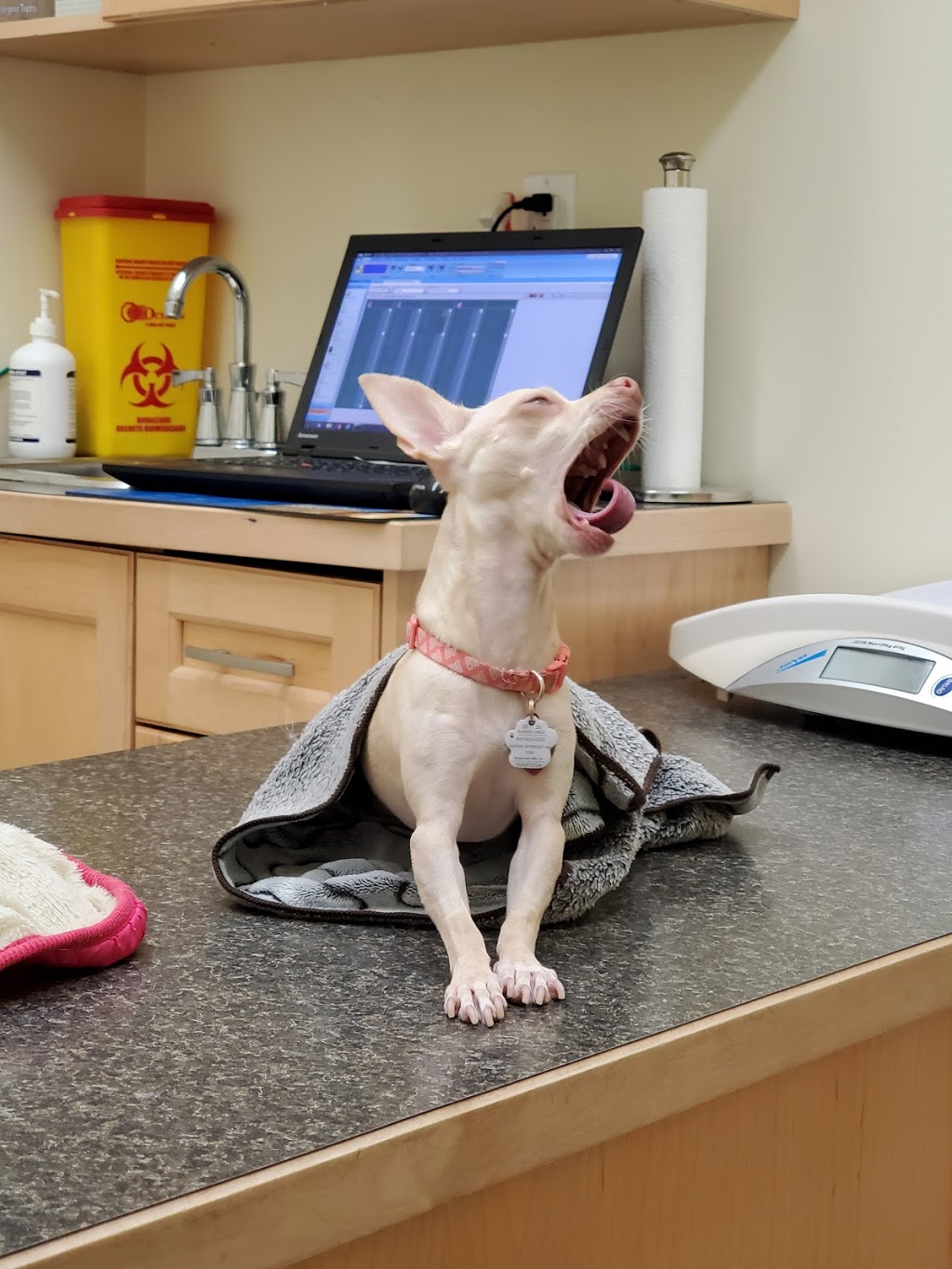 Aspen Springs Animal Hospital | 1550 Bowmanville Ave #9, Bowmanville, ON L1C 6N5, Canada | Phone: (905) 623-0020