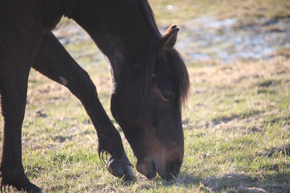 Equine Solace | 3925 E River West Side Rd, Eureka, NS B0K 1B0, Canada | Phone: (902) 923-2008
