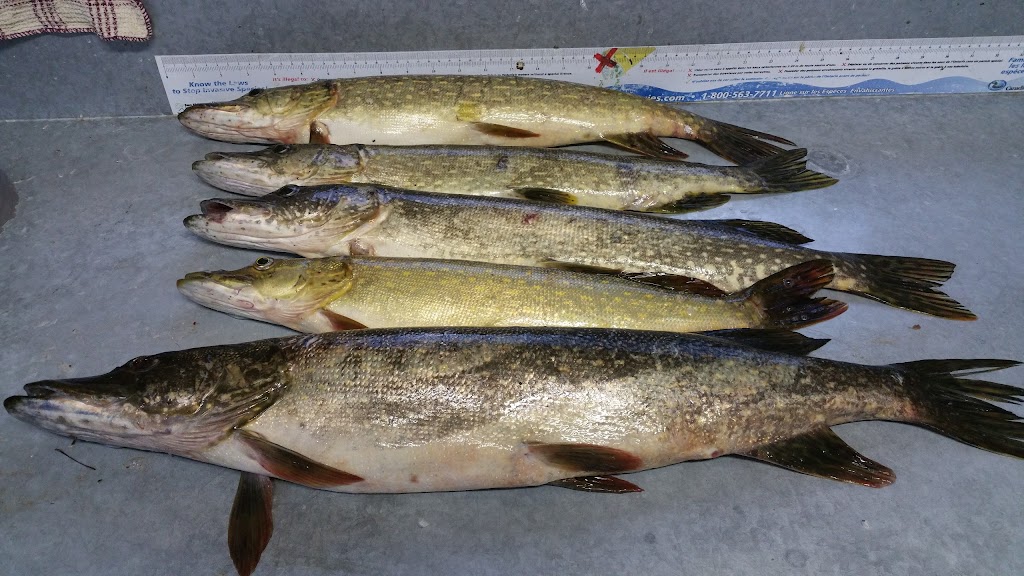 Elk Lake Wilderness Resort | 590 Hwy 65, Box 190, Elk Lake, ON P0J 1G0, Canada | Phone: (705) 679-4041