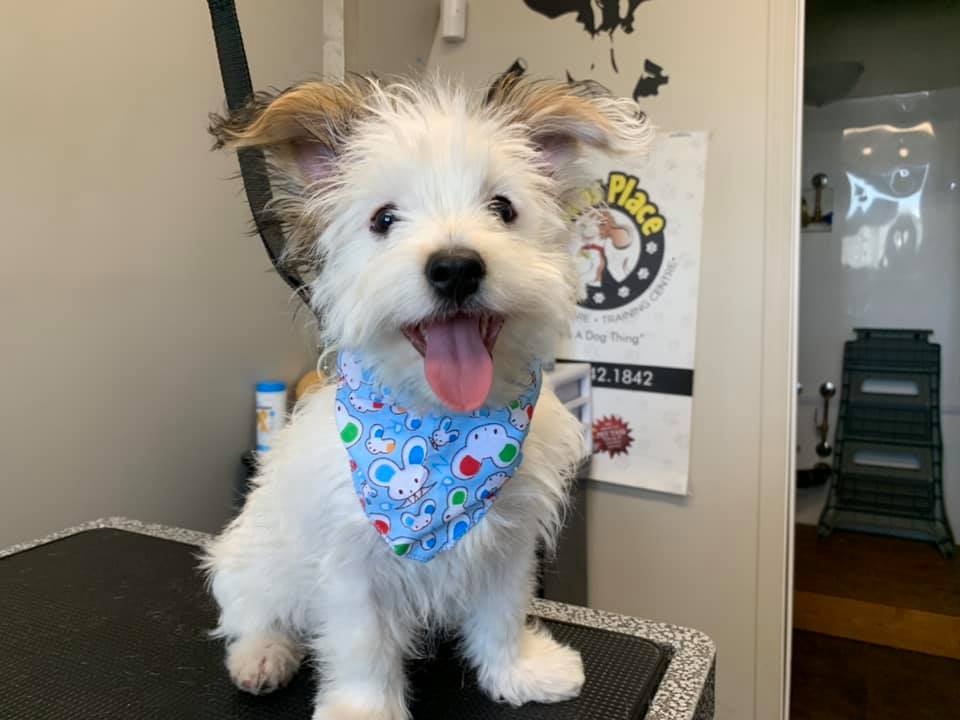 Fidos Place Doggy Daycare, Grooming and Training Centre (Weyburn) | 325 Queen St, Weyburn, SK S4H 2L2, Canada | Phone: (306) 842-1842