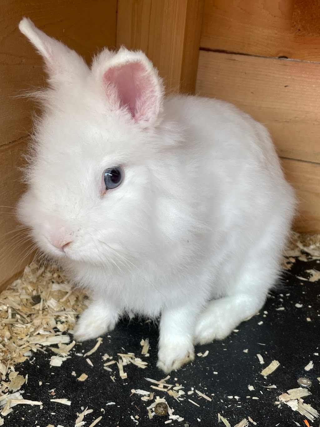 Cottonfluff Rabbitry | 641 QC-220, Bonsecours, QC J0E 1H0, Canada | Phone: (819) 678-7504