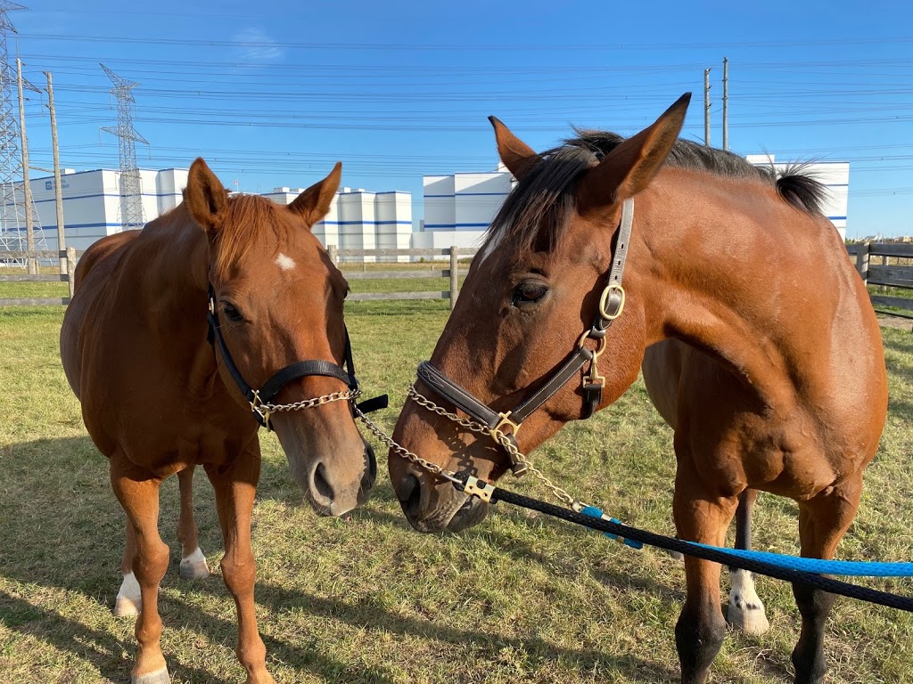 Meadowlarke Stables | 2800 Meadowpine Blvd, Mississauga, ON L5N 8C7, Canada | Phone: (905) 821-0419