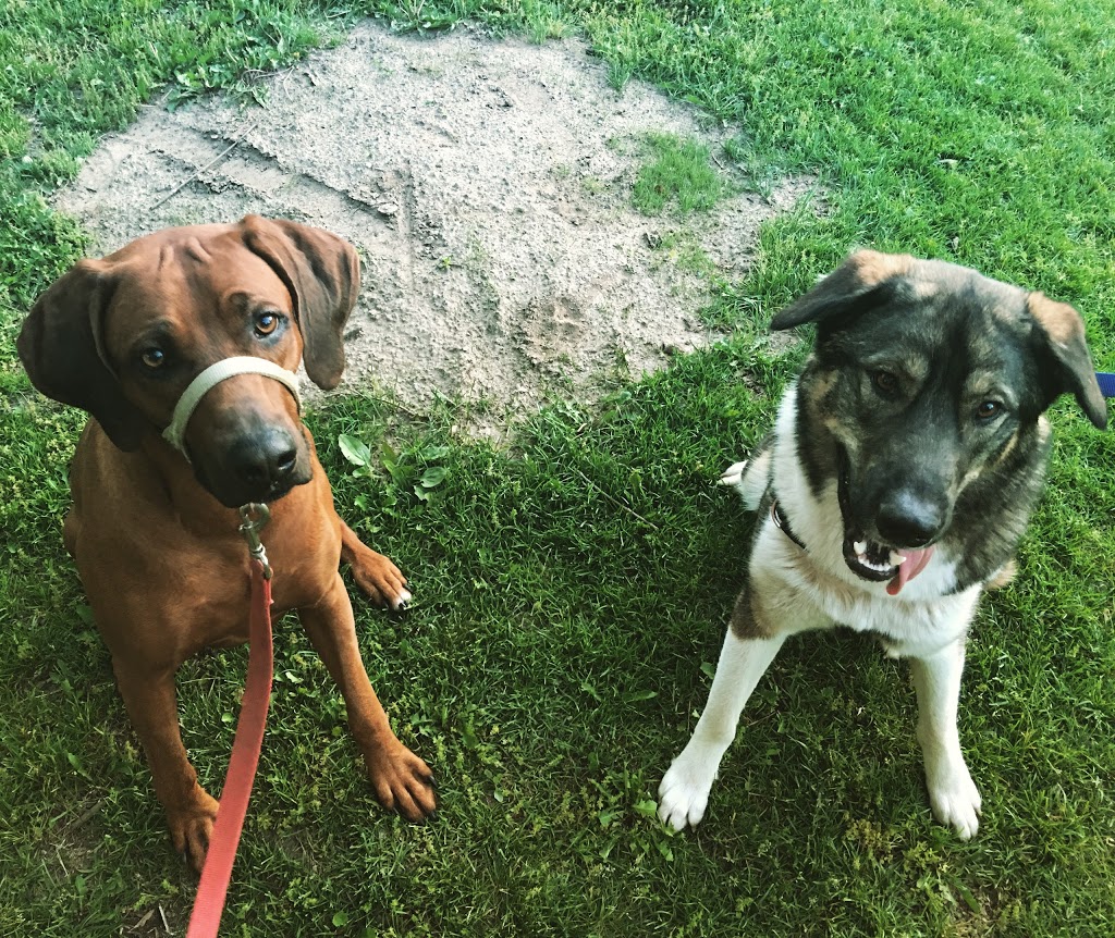 Puppy Dog Trails | 1358 Odessa Crescent, Oakville, ON L6H 1R8, Canada | Phone: (647) 376-7832