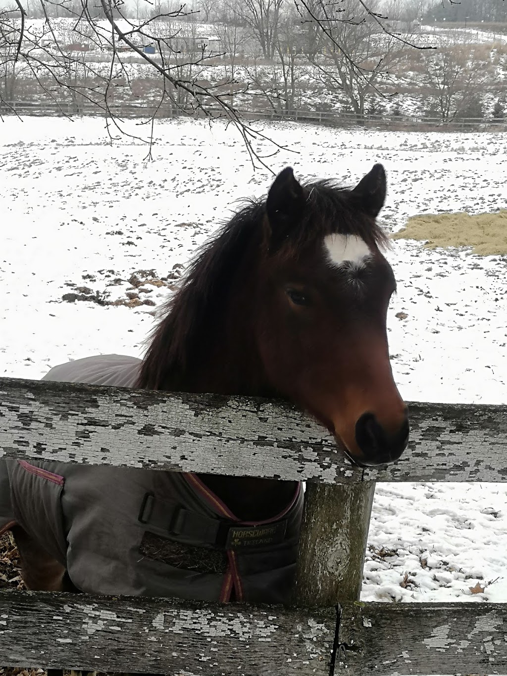 Lenka Equestrian Centre | 750 Concession 8 W, Puslinch, ON N0B 2J0, Canada | Phone: (905) 629-2238