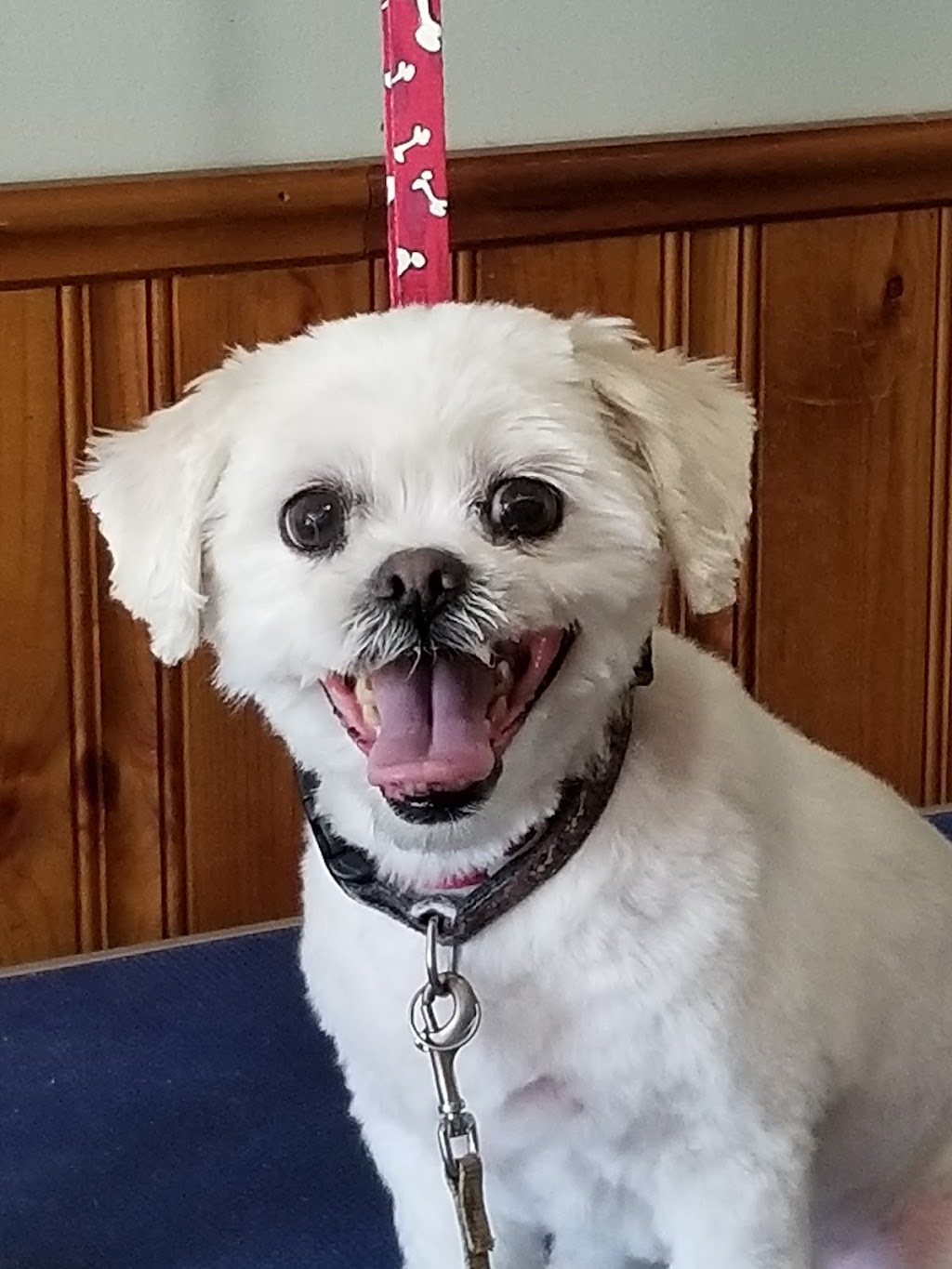 MaryAnnes Pampered Pooch | Graystone and clare area, Welland, ON L3C 6G7, Canada | Phone: (289) 821-3185