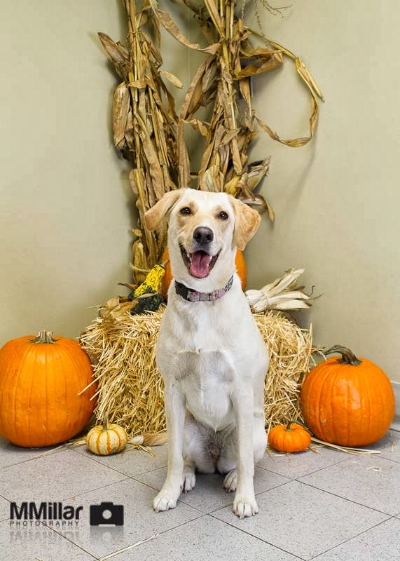 Taunton Road Animal Hospital | 1330 Townline Rd N, Oshawa, ON L1H 8L7, Canada | Phone: (905) 579-4040