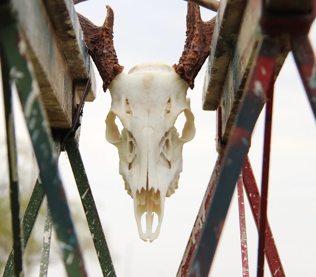 Prairie Flight and Fur Taxidermy | Box 94, Jansen, SK S0K 2B0, Canada | Phone: (306) 365-7721
