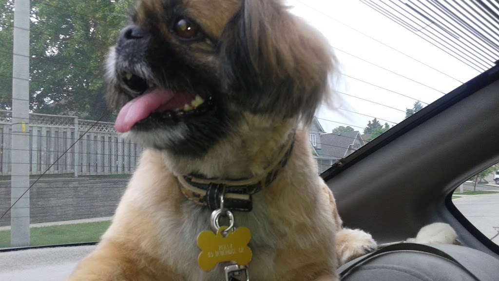 Canine Designs By Kathy | 2 Macdonald Crescent, Brantford, ON N3R 8B2, Canada | Phone: (519) 720-0922