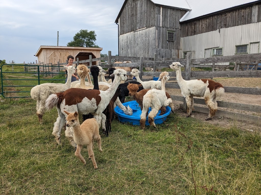 Noble Beast Farms | 14935 Loyalist Pkwy, Bloomfield, ON K0K 1G0, Canada | Phone: (613) 970-4799