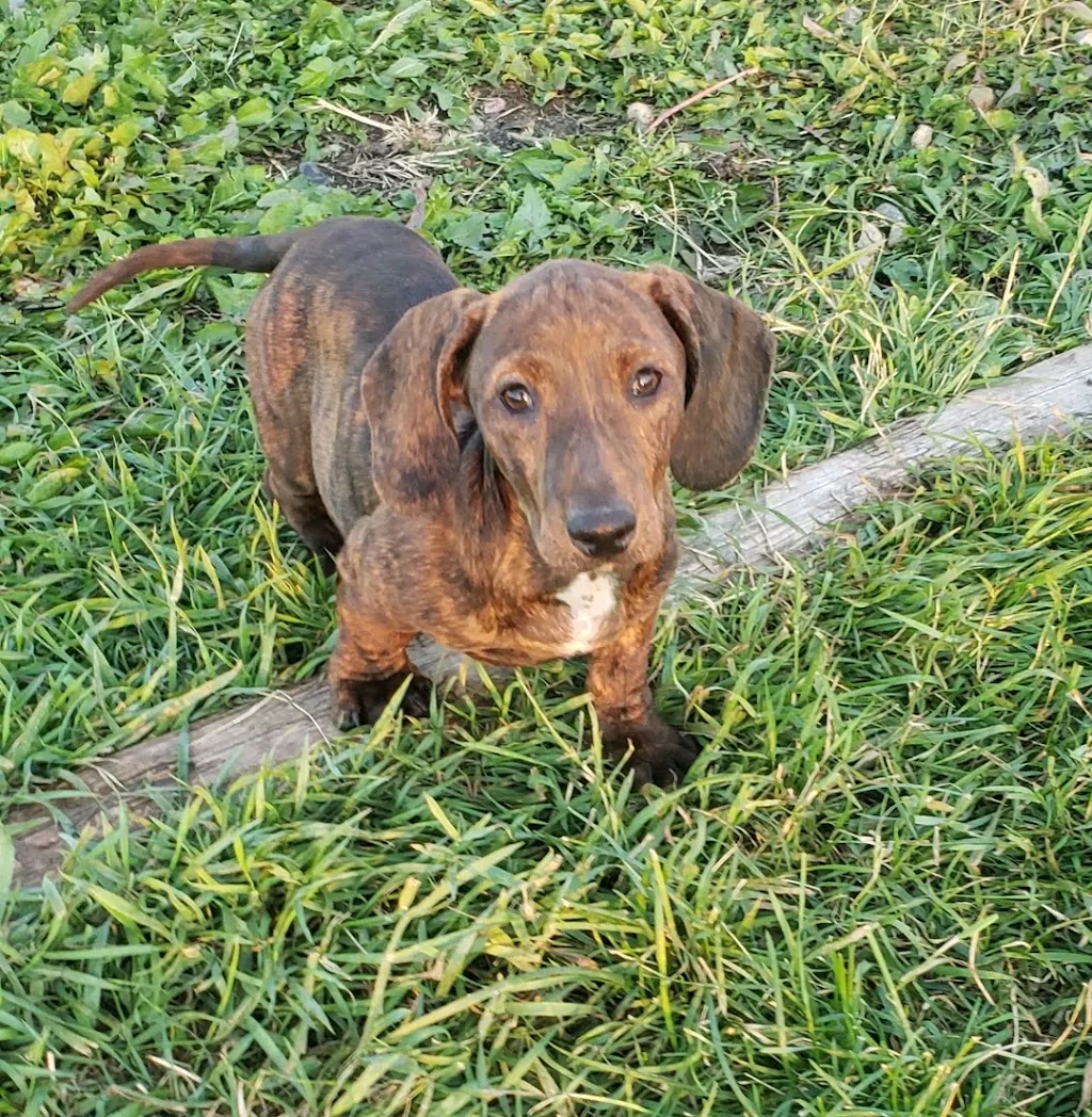 Maria Dachund Puppy Forhome | 5513 Elcho Rd, Wellandport, ON L0R 2J0, Canada | Phone: (416) 242-4378