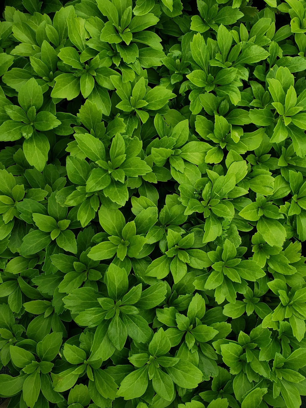 Greenlife Wholesale Nursery | 1770 Manotick Station Rd, Greely, ON K4P 1K4, Canada | Phone: (613) 692-3047