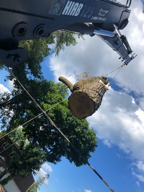 GTA Tree Removal | 119 Kirkvalley Crescent, Aurora, ON L4G 7R1, Canada | Phone: (647) 641-6881