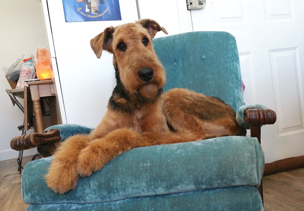Toilettage Sunshine - Spa canin et soins félins | 1221 Chemin des Patriotes, Richelieu, QC J3L 4W7, Canada | Phone: (450) 684-8889