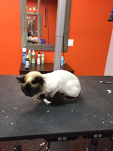 Puppy Cuts & Care | 380 Tower Hill Rd #15, Richmond Hill, ON L4E 0T8, Canada | Phone: (905) 237-8873