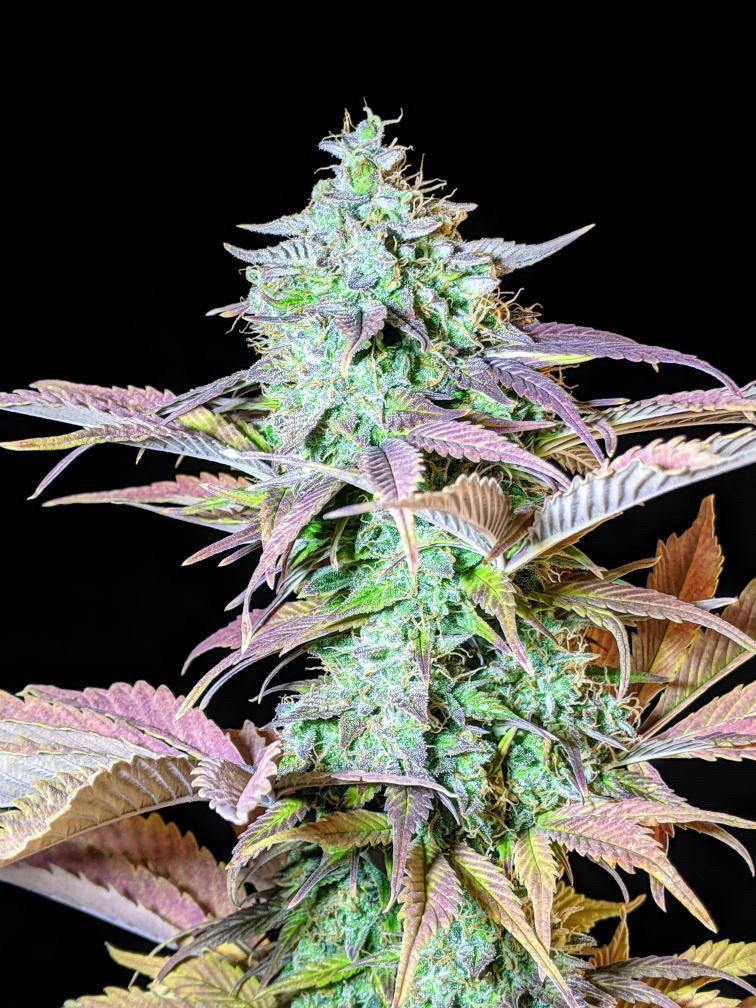 Cronk Grow Nutrients | 560 NB-100, Nauwigewauk, NB E5N 6Z8, Canada | Phone: (855) 276-6549