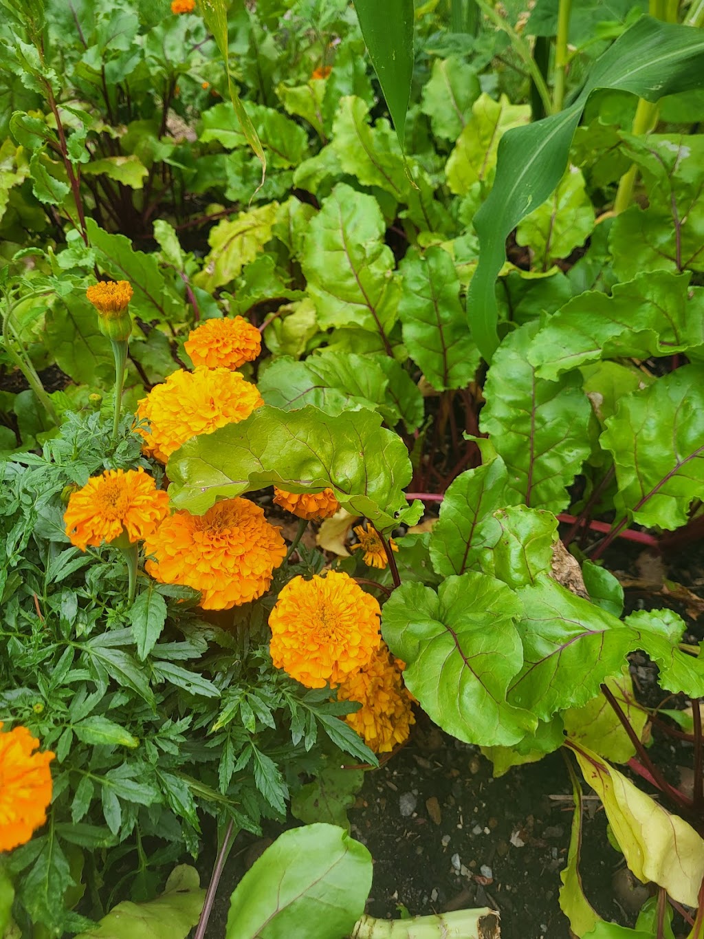 The MicroFarm on Green Lake | 6634 Valleyview Dr, Nanaimo, BC V9T 5R7, Canada | Phone: (250) 618-8751