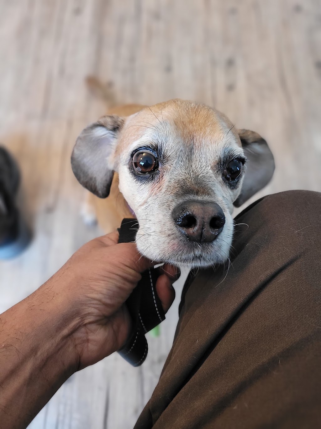 Sana Adelaide Animal Hospital | 500 Adelaide St N, London, ON N6B 3J2, Canada | Phone: (226) 636-0646