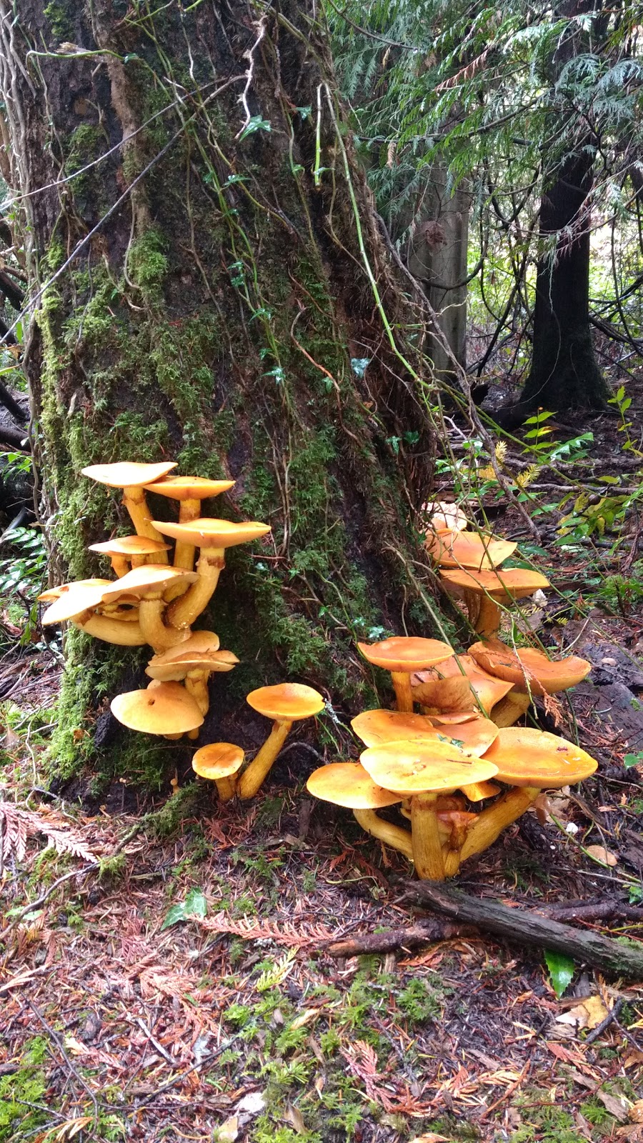 Goy Park | 1J2, Prospect Lake Rd, Victoria, BC V9E 1J2, Canada