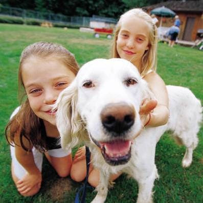 Kingston Veterinary Clinic | 435 Division St, Kingston, ON K7K 4A8, Canada | Phone: (613) 542-7337