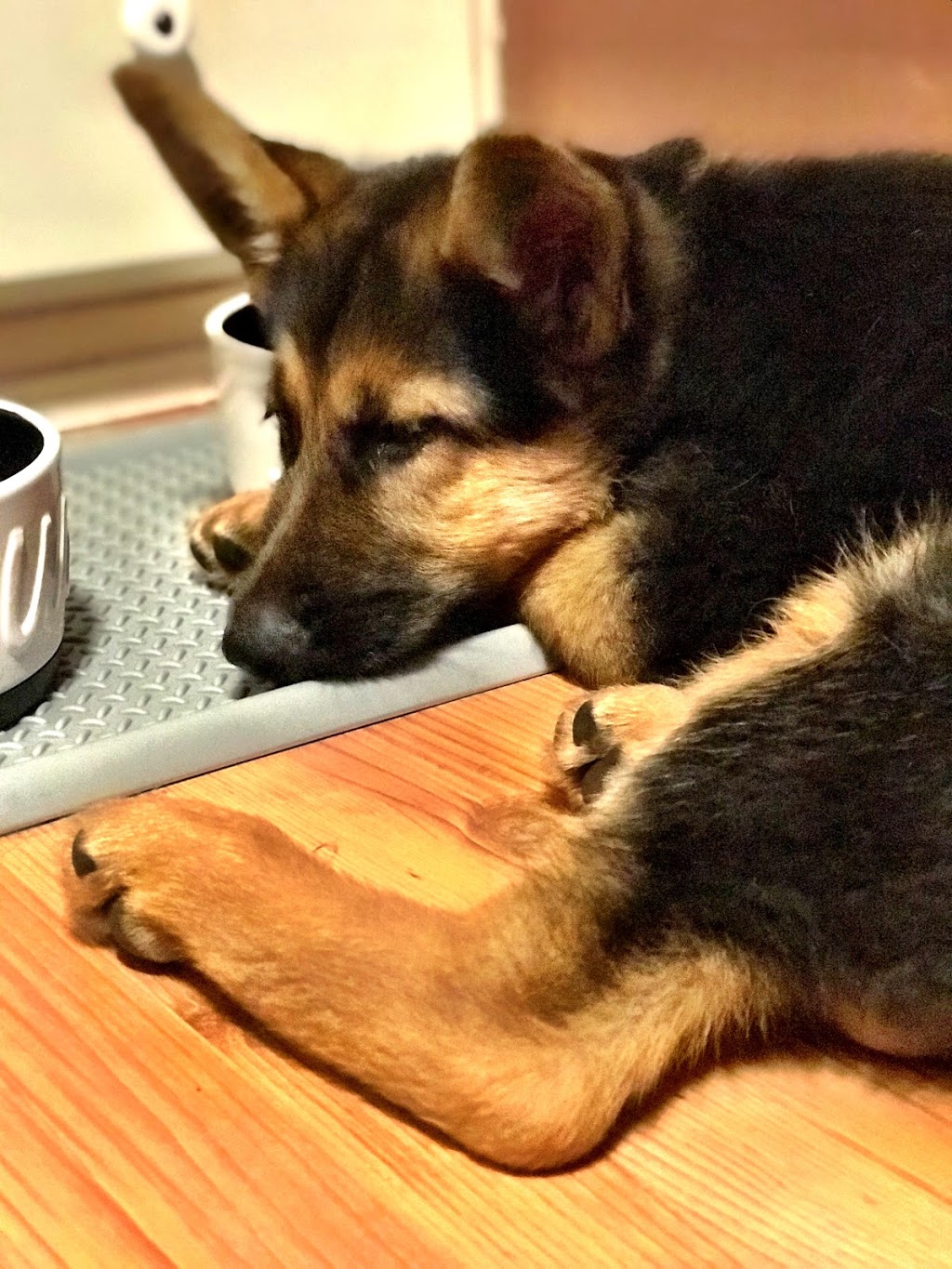 Vom Issam Haus German Shepherds | 23 Marlington Crescent, North York, ON M3L 1K3, Canada | Phone: (647) 295-1773