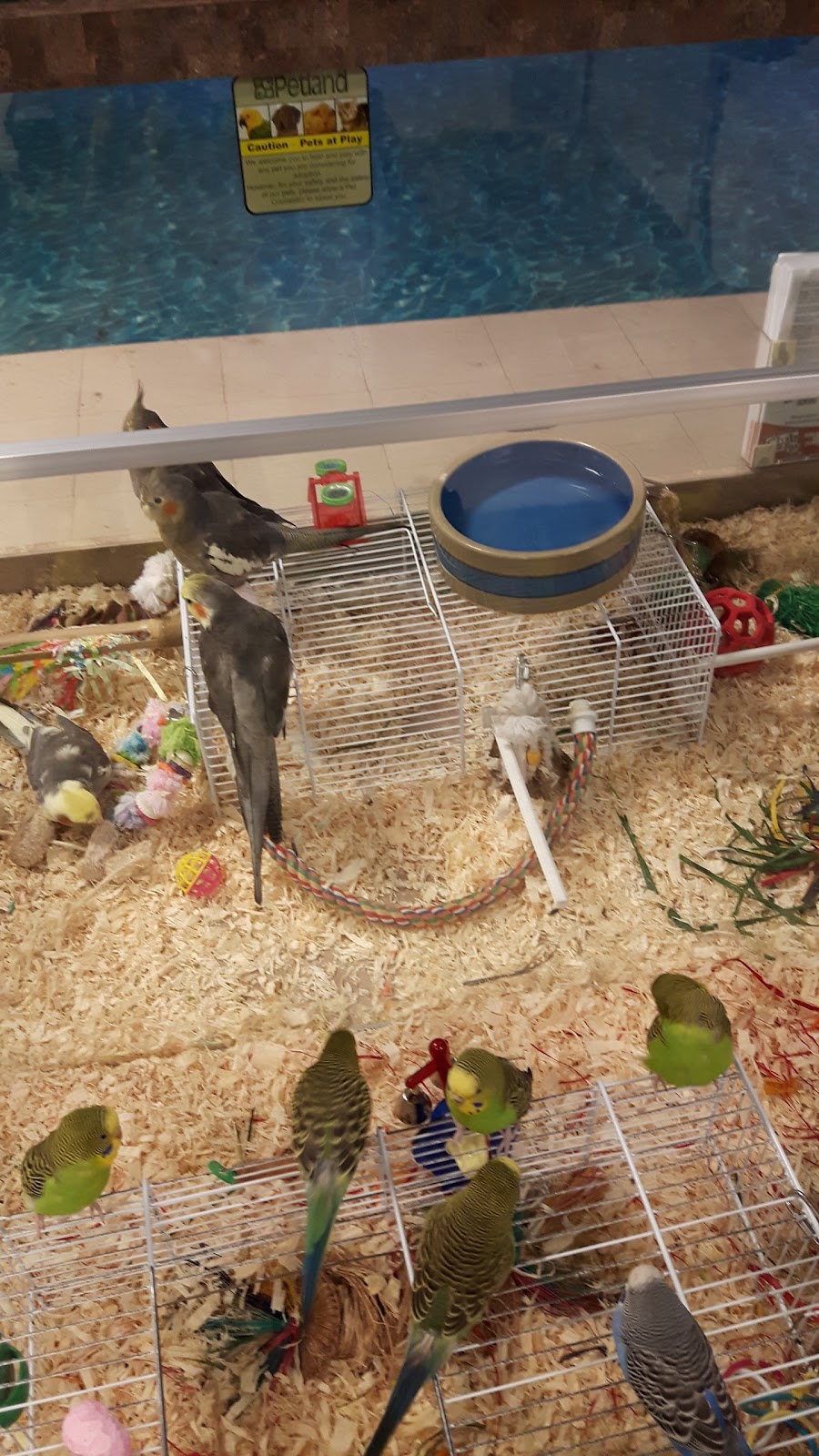 Petland | South Park 556, 3803 Calgary Trail NW, Edmonton, AB T6J 5M8, Canada | Phone: (780) 436-7387