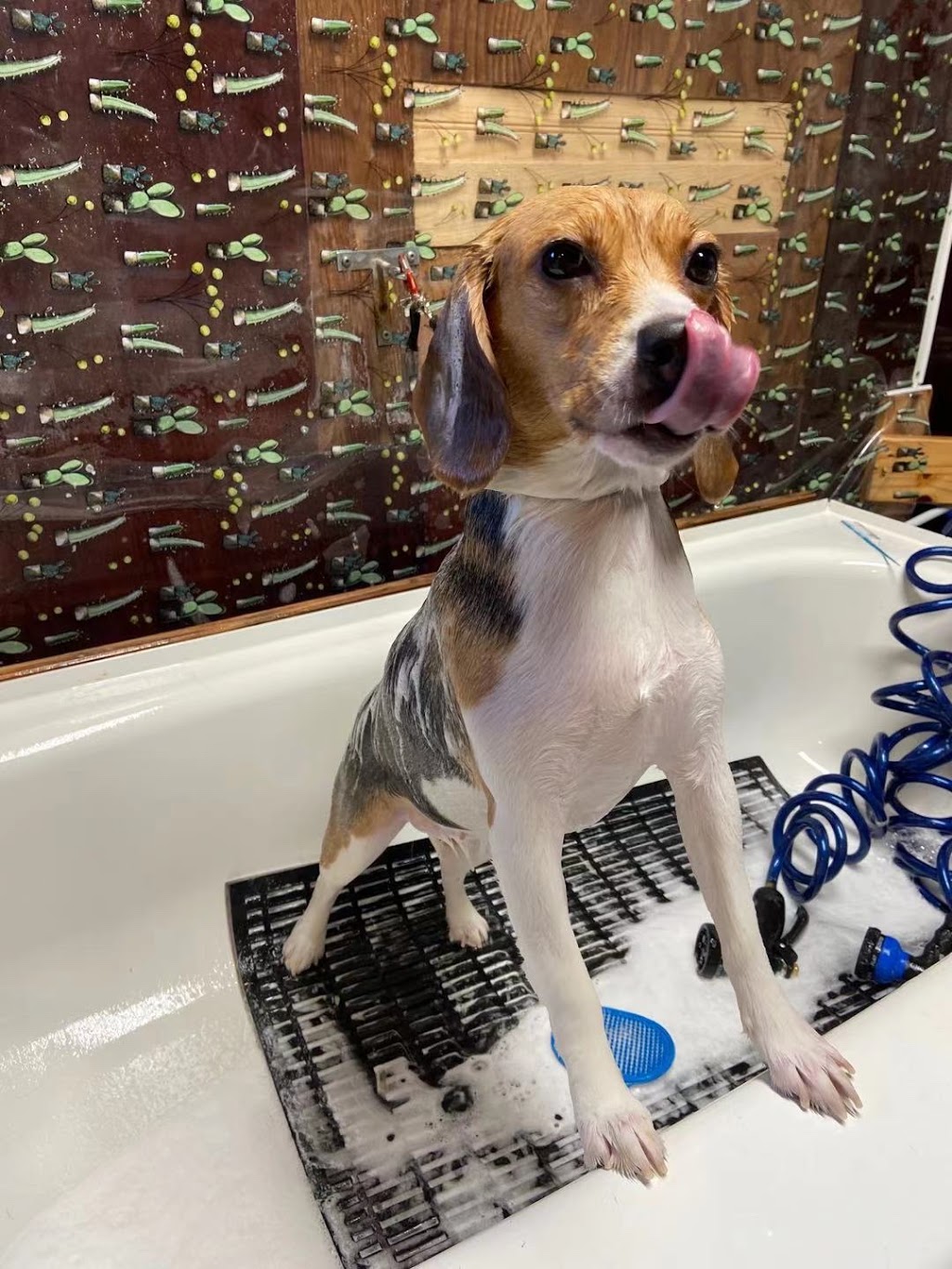 pawfect pet grooming 仙宠宠物美容 | 4933 Kersland Dr, Vancouver, BC V5Y 2M8, Canada | Phone: (778) 233-0266