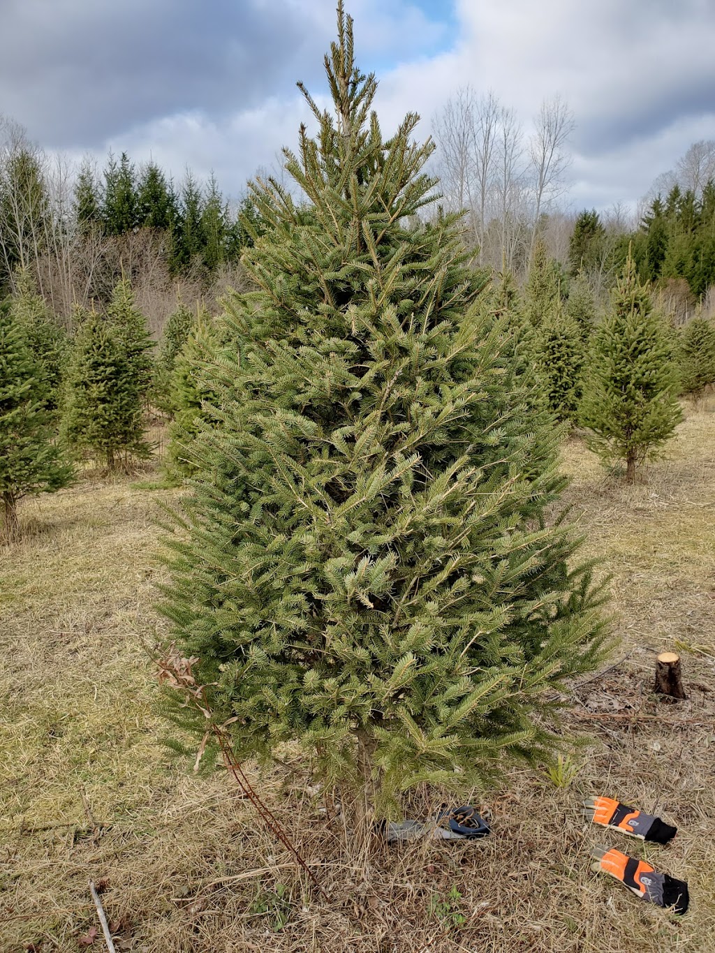 Evergreen Acres Landscape and Christmas Trees | 431 Inman Rd, Dunnville, ON N1A 2W5, Canada | Phone: (905) 981-9464