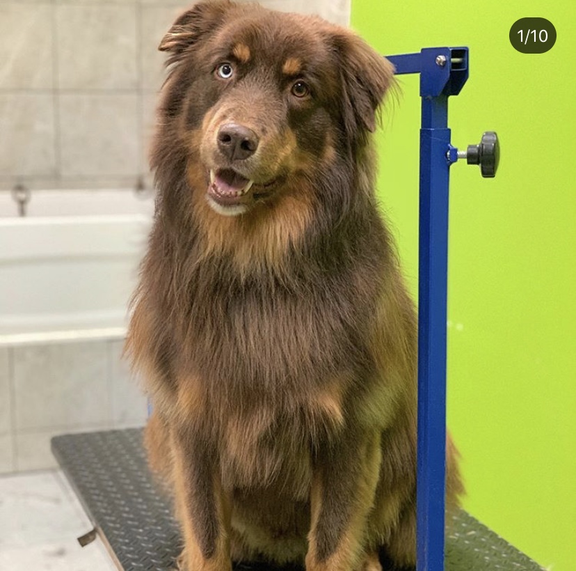 Pet Purfect | 5325 Harvester Rd, Burlington, ON L7L 5K4, Canada | Phone: (289) 348-5735